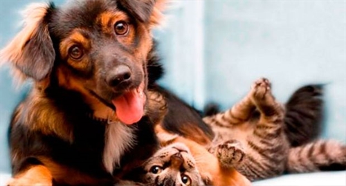 Homeopatia para Animais de Estimação